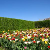 Tulpes Rundālē
