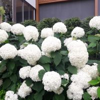 Projekts Skygarden Jūrmalā