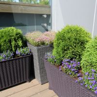 Projekts Skygarden Jūrmalā